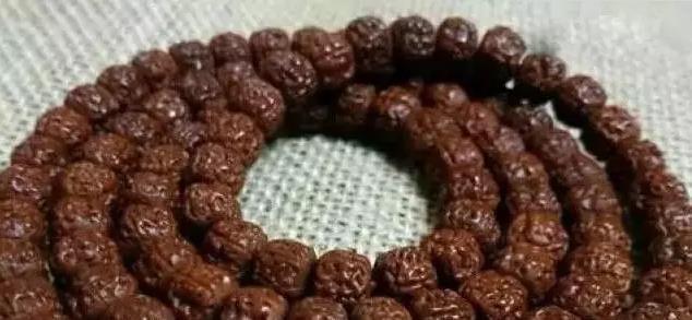 小金刚怎么选品种,如何挑选精品小金刚