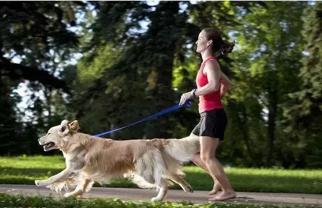 怎样才能解决金毛的体臭,金毛身上很臭怎么去除