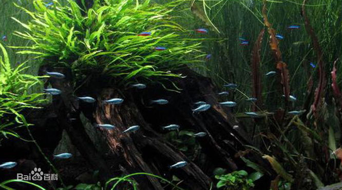 迷你细叶铁皇冠水草,常见水草除磷