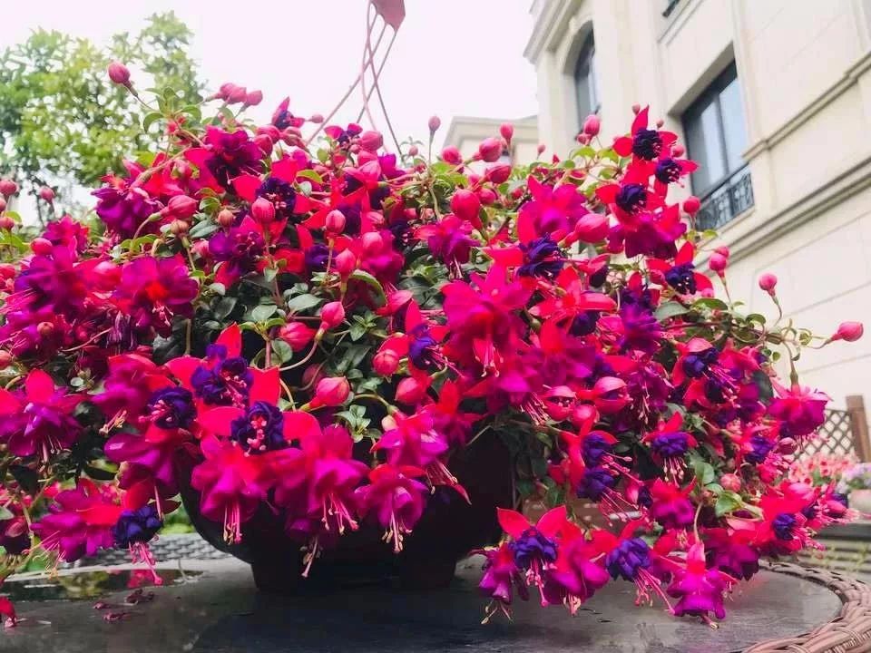 懒人室内养花就养4款开花机器,懒人专属开花机器花儿天天开爆盆