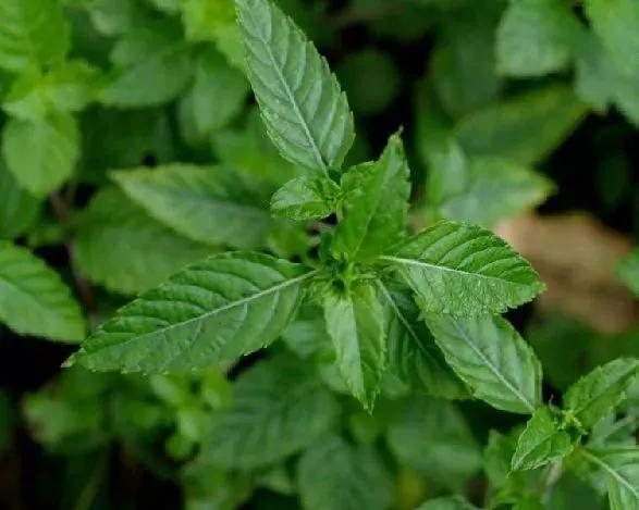 龟苓膏真的有龟吗,龟苓膏里真的有龟吗