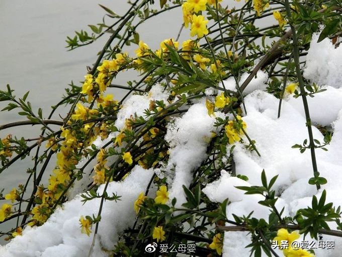 不容易怀孕的人适合养什么花,怀孕后家里适合养什么花