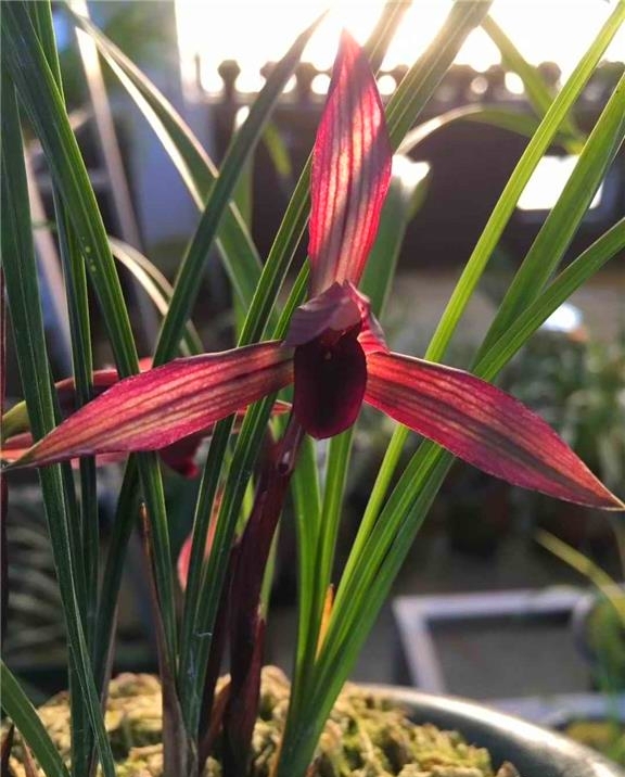 云南腾冲高黎贡山兰花,高黎贡山上的兰花