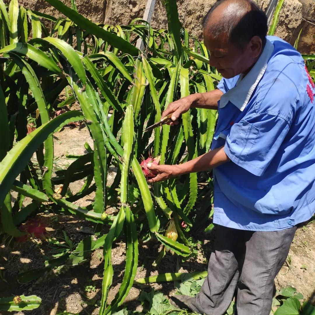 实地探秘：真稀罕，咱济南的大棚里长出成片热带水果？