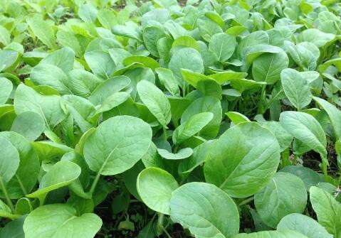 在农村种植或养殖什么比较赚钱,农村闲置土地种植什么赚钱