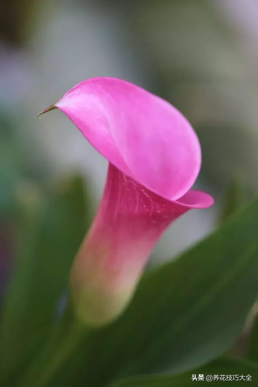 马蹄莲叶子发黄是什么原因,马蹄莲叶子发黄咋办