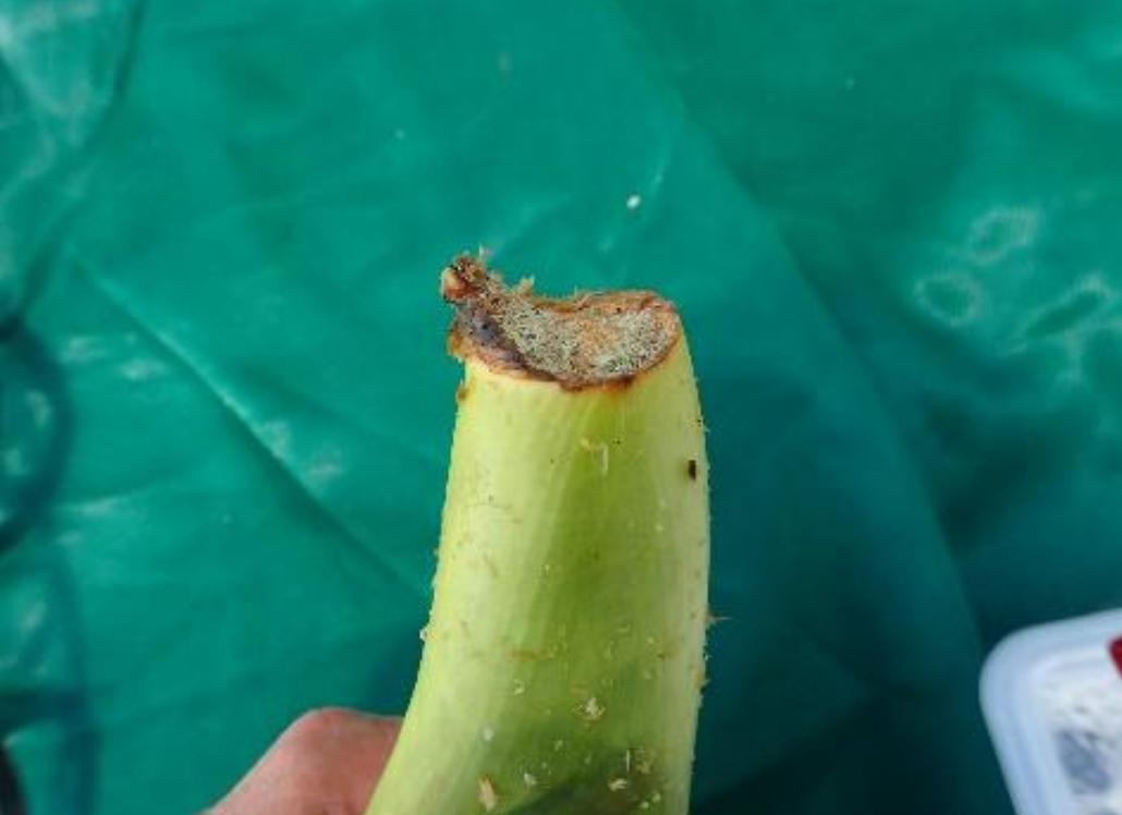 用水苔养花的6大好处，烂根植物轻松救活，枯萎的多肉能重新生根