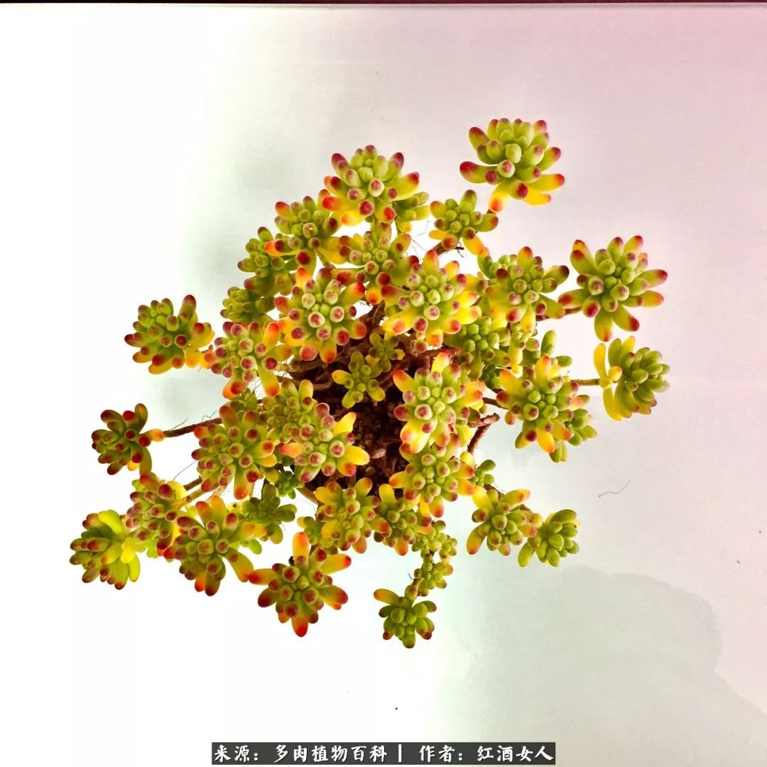 记录走过的美景留下美好的回忆,记录走过的每一段美好时光