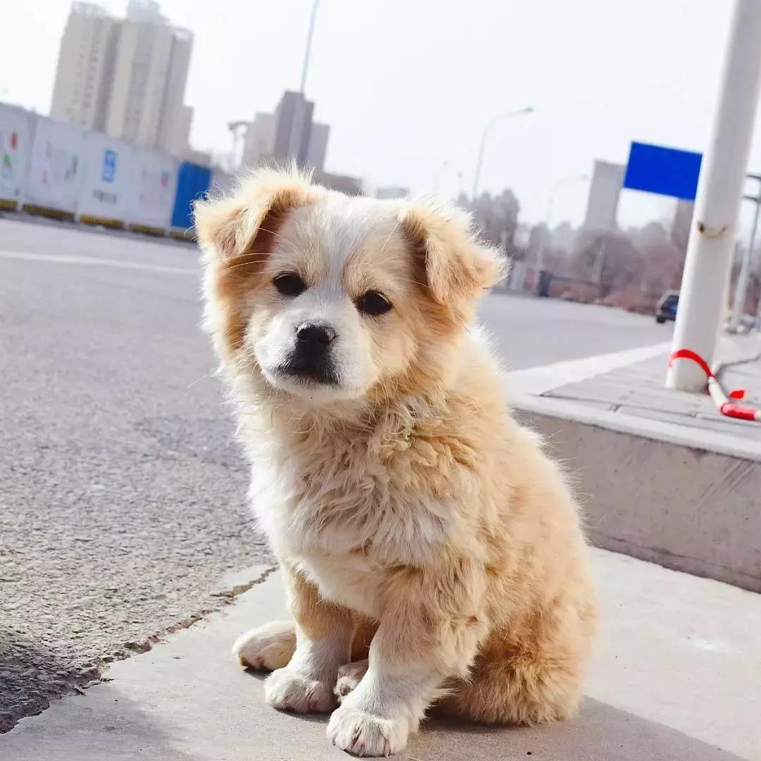 给它们一个家|线上宠物领养日,201903101