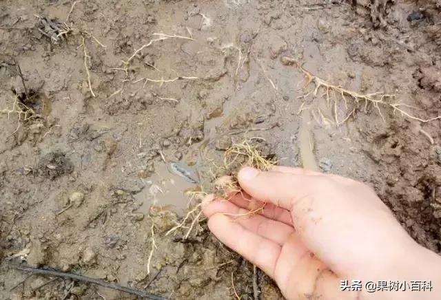 作物的根系好不好，直接决定作物的产量，柑橘尤其如此