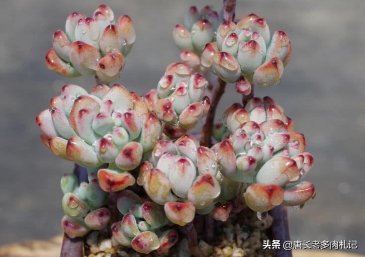 都说多肉漫画汤姆很娇气，我偏偏就不信，夏天也要丢在外面全露养