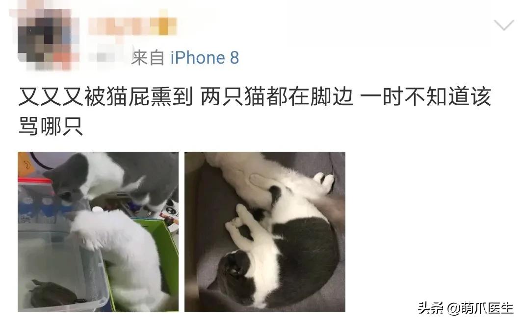 猫放屁把自己臭吐了,猫居然也会吐口水