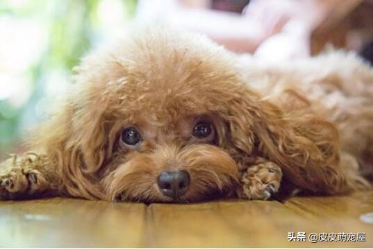 养泰迪犬是公的好还是母的好,养泰迪犬非要狗笼吗