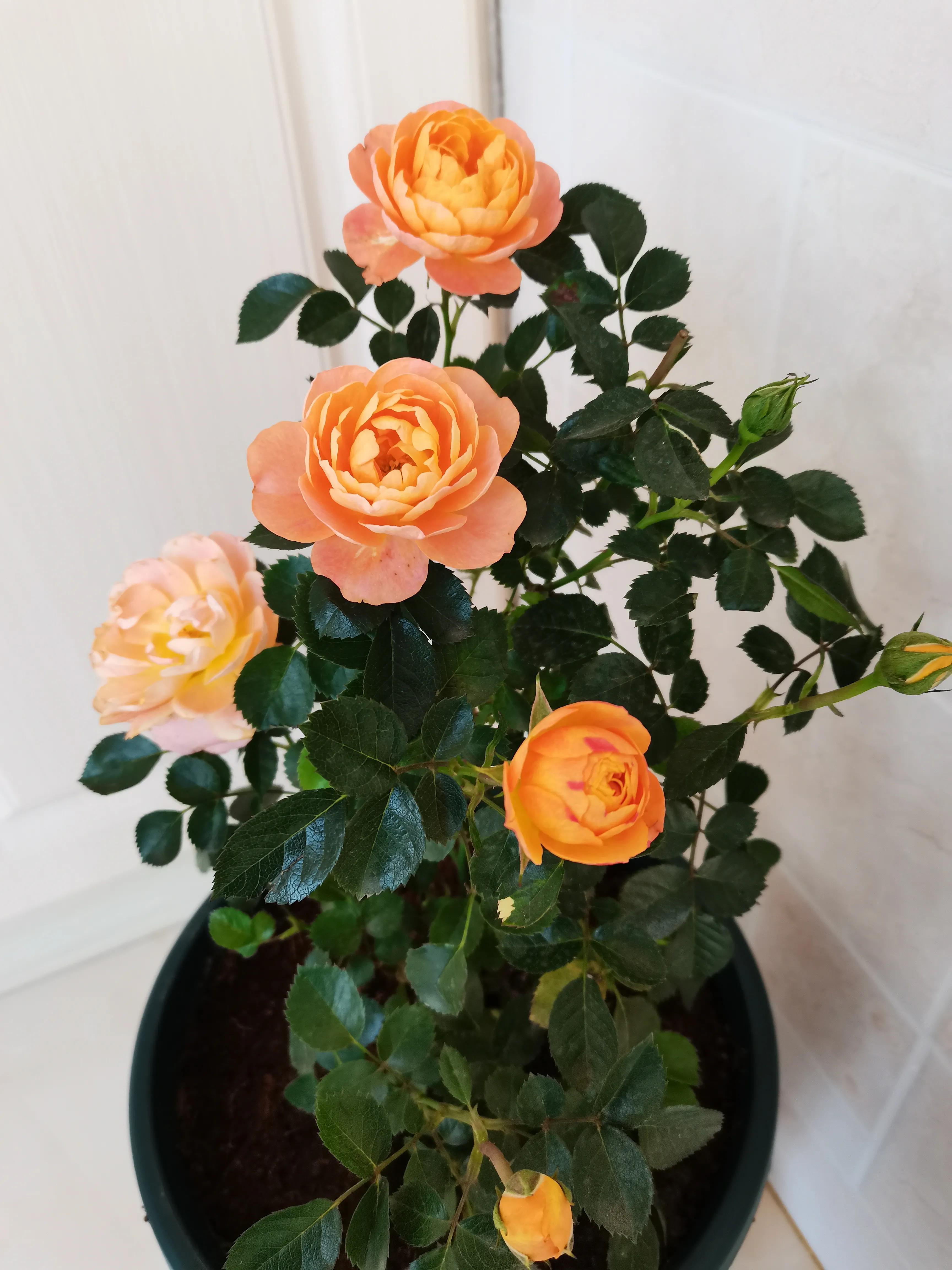 不要放弃农村的宅基地,不要放弃自己的农村宅基地