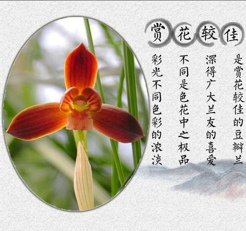 养花的人来看看,此花获得兰花“金奖”,誉为:中国兰花第一红