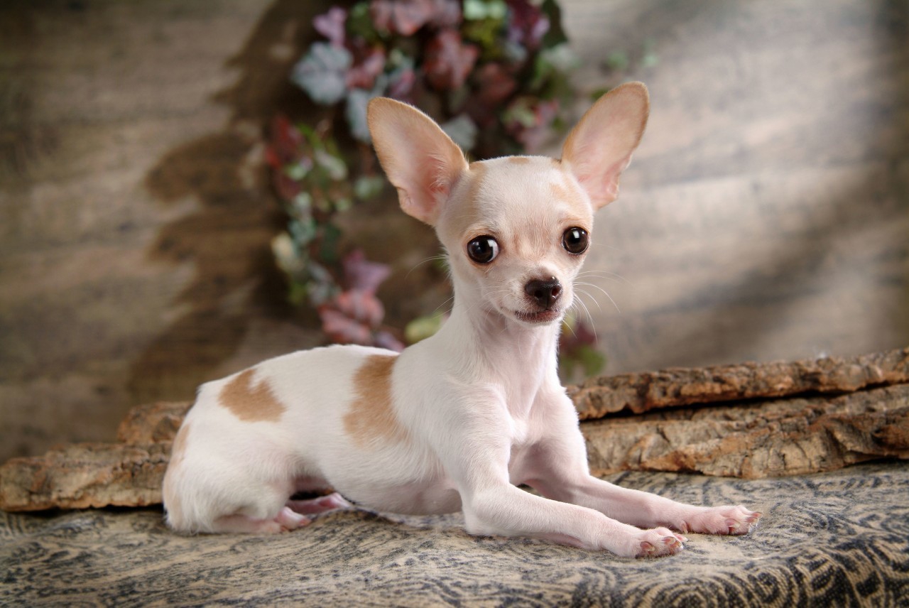 世界上最强壮的10种狗你知道几种,十种体型最小的狗狗排名