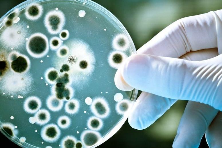 孢子吸入肺部会怎么样,吸入孢子会怎么样