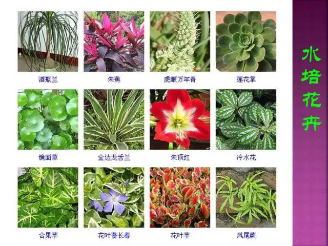 花卉大全500种观叶植物名称,1332种常见花卉植物图谱