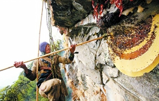 喜马拉雅采蜜人纪录片,喜马拉雅山采蜜