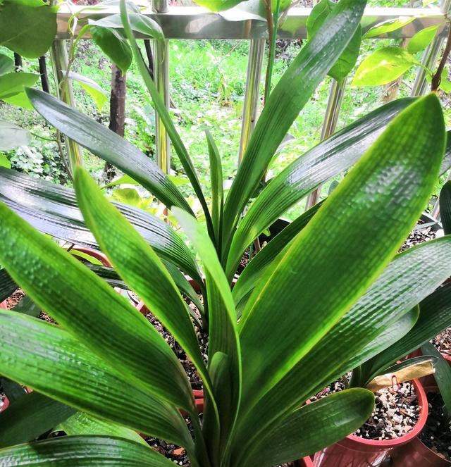 家庭养花，必备3种肥，简单无异味，水水灵灵开满花