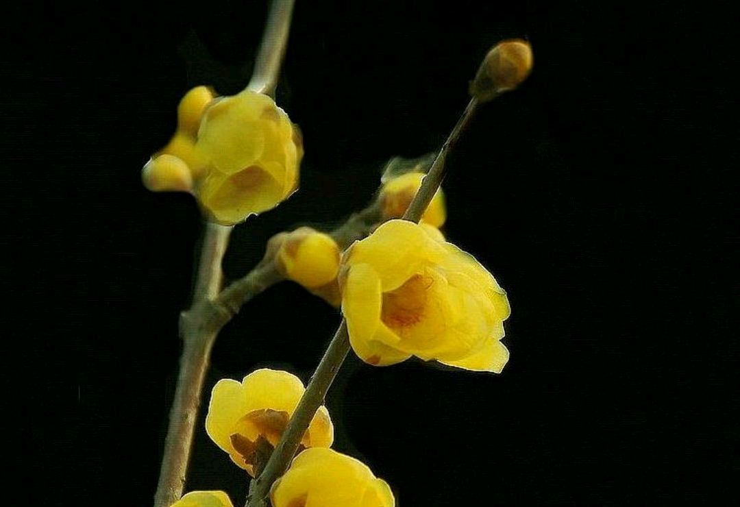 傲雪凌霜的腊梅正在绽放,傲立寒冬的腊梅