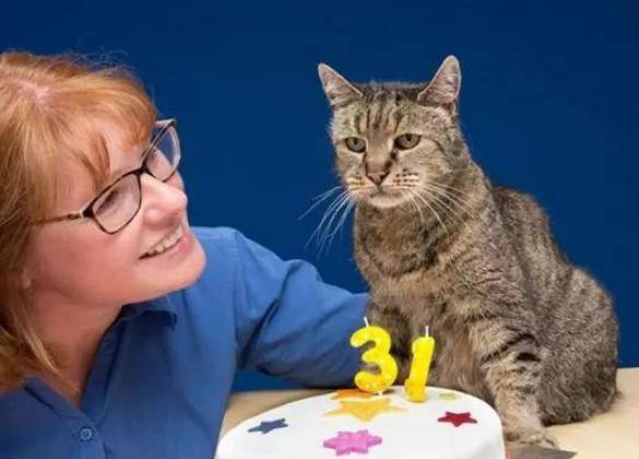 猫长寿多少年,猫咪长寿排行