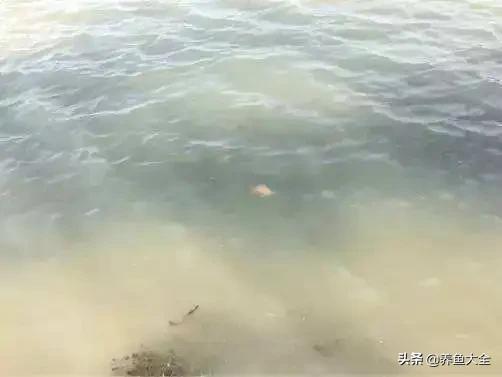 下雨后鱼塘水质怎么处理,暴雨后鱼塘死鱼