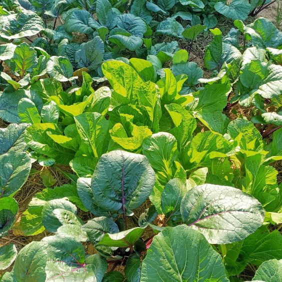 蔬菜害虫用什么杀虫剂最有效,辣椒水喷蔬菜能驱虫吗