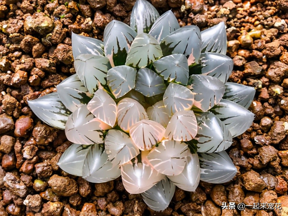 最好养的老桩几款多肉,多肉小苗如何长成老桩