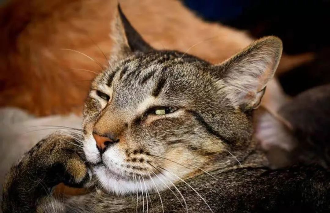 教猫咪上厕所大小便其实很简单,猫咪随地大小便什么意思