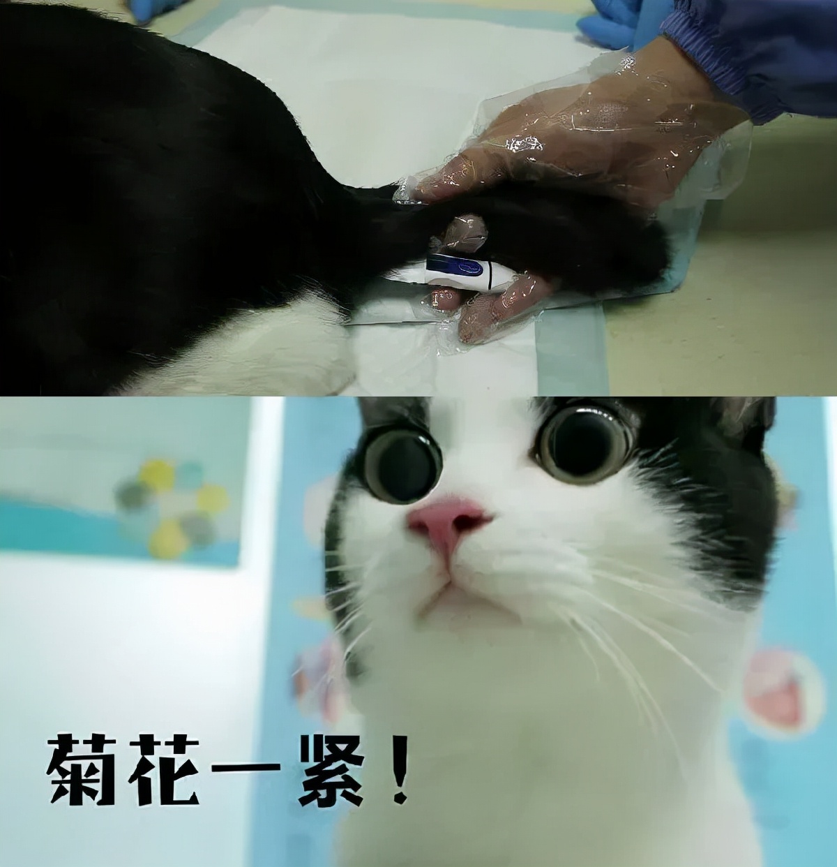 猫狗必备的药,收藏必备药品