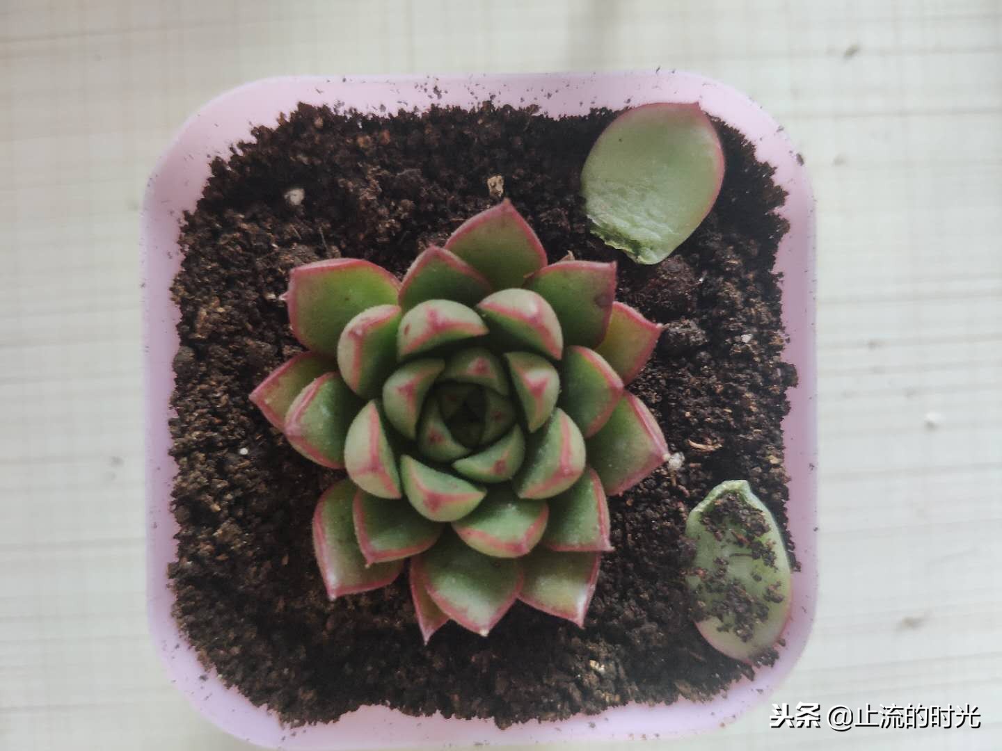 这些多肉有香味你都闻到过吗,这八种多肉每一个都是国宝级的