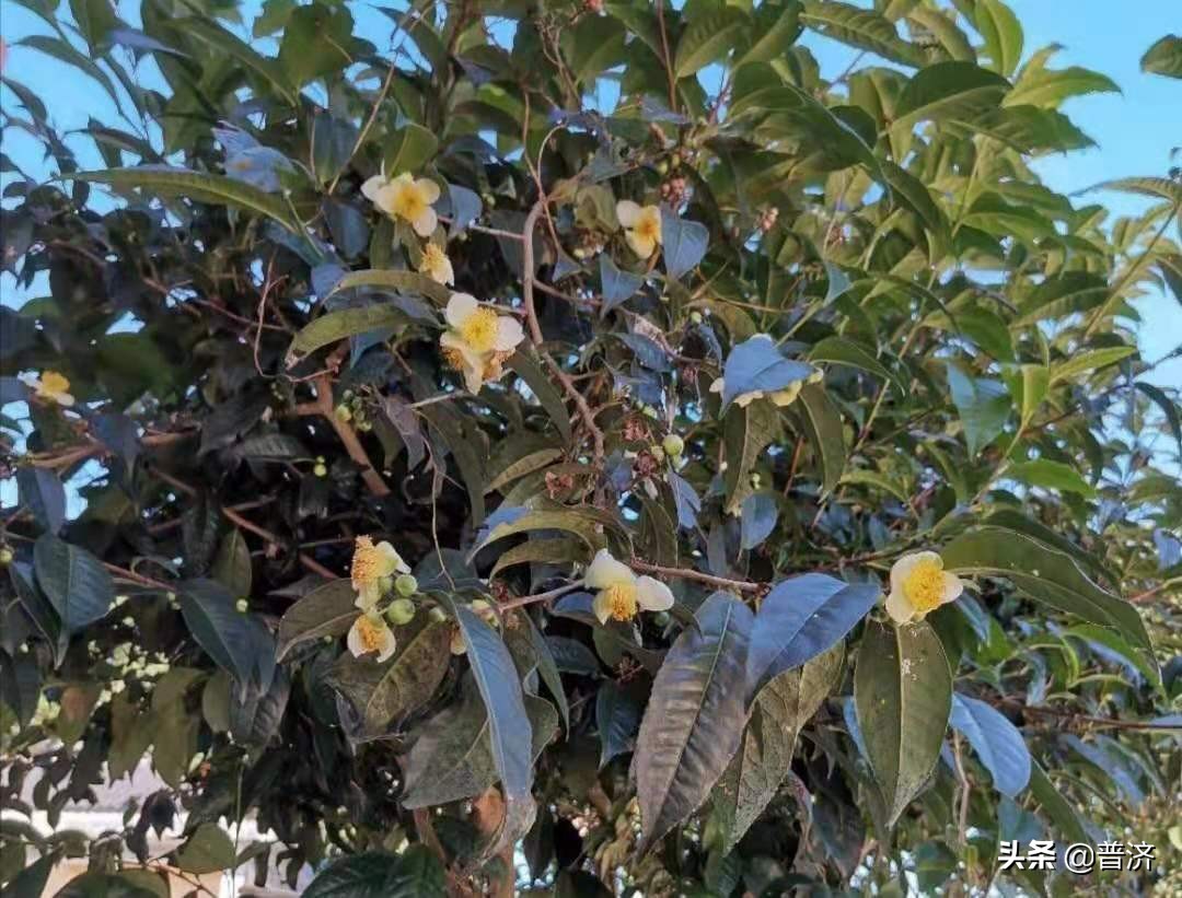 普洱古树茶花怎么喝才好喝图片,普洱茶茶花好不好喝