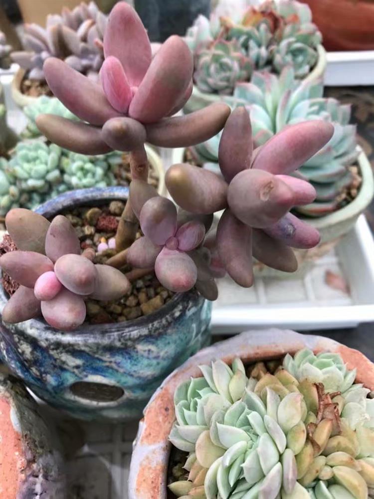 多肉植物需要悉心照料吗,多肉植物照料