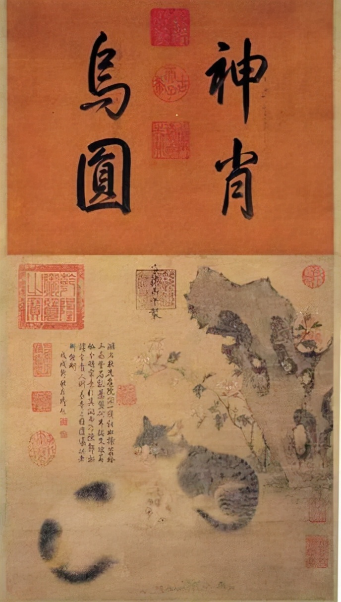 关于猫的谣言100条,猫和猫的谣言