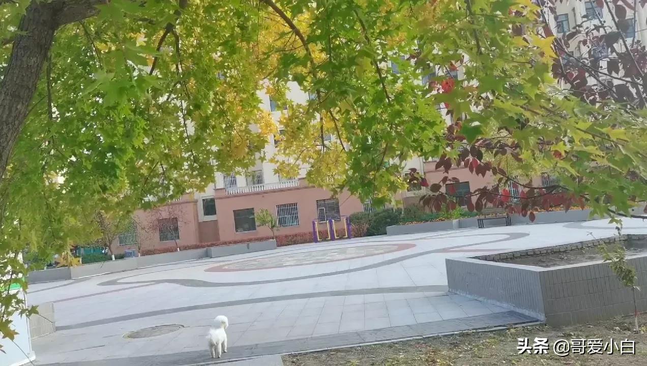 我的奇葩邻居-悲欢喜乐（二）