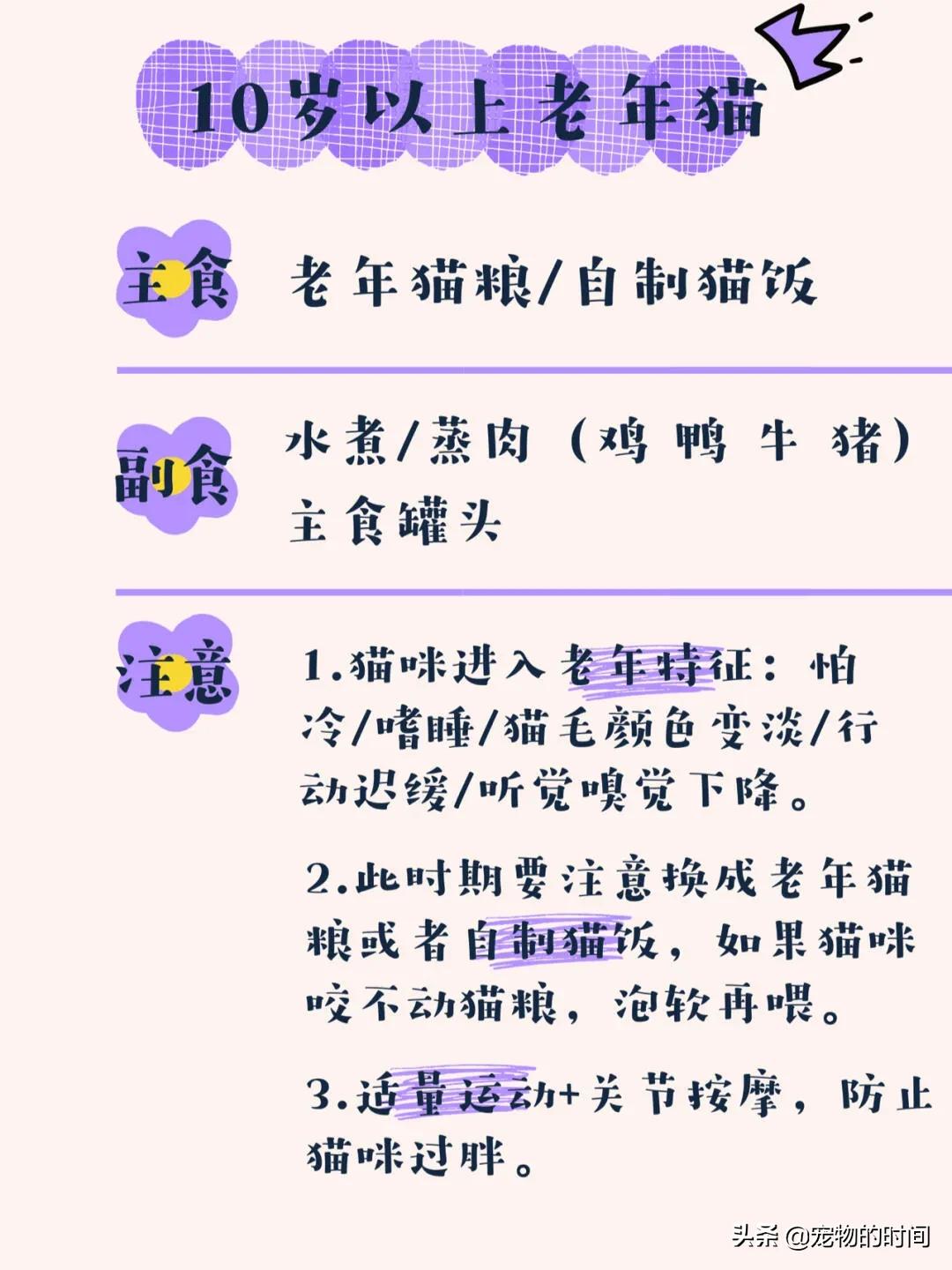 新手养成年猫咪的基础知识,养猫咪新手入门必备知识100个