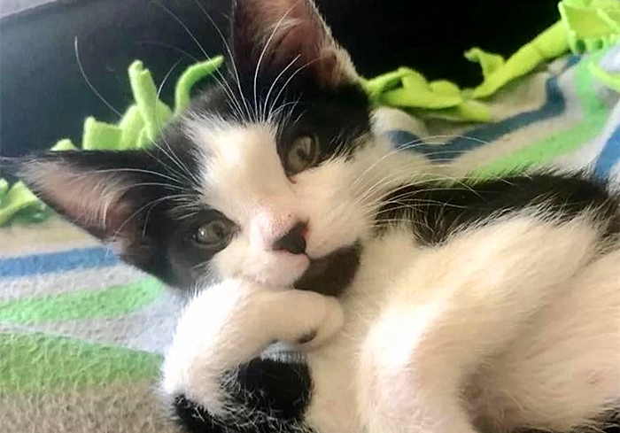 猫咪缺钙瘸脚是什么样的,猫咪跛脚是狂犬病吗