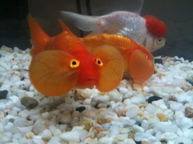 冷水观赏鱼养什么合适,如何把冷水鱼养好