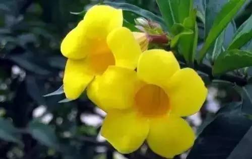 全国56个城市的市花,全国56个城市市花一览