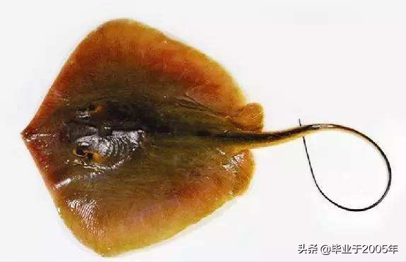 辽宁常见的鱼有哪些,辽宁沿海常见鱼