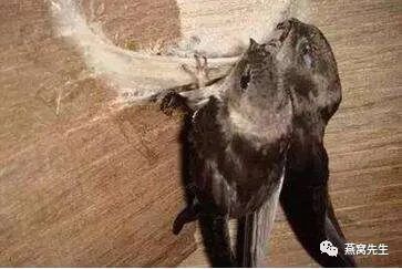 一盏燕窝有11克左右是正品吗,一盏燕窝有几克