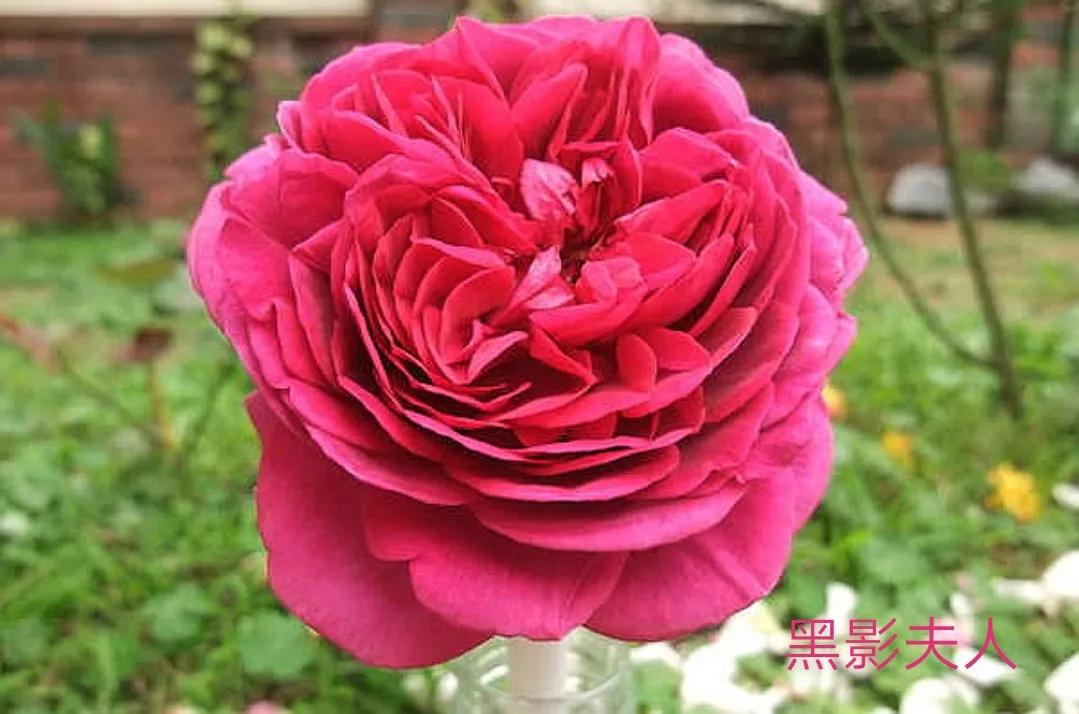 适合做切花的月季品种,十大公认最好切花月季