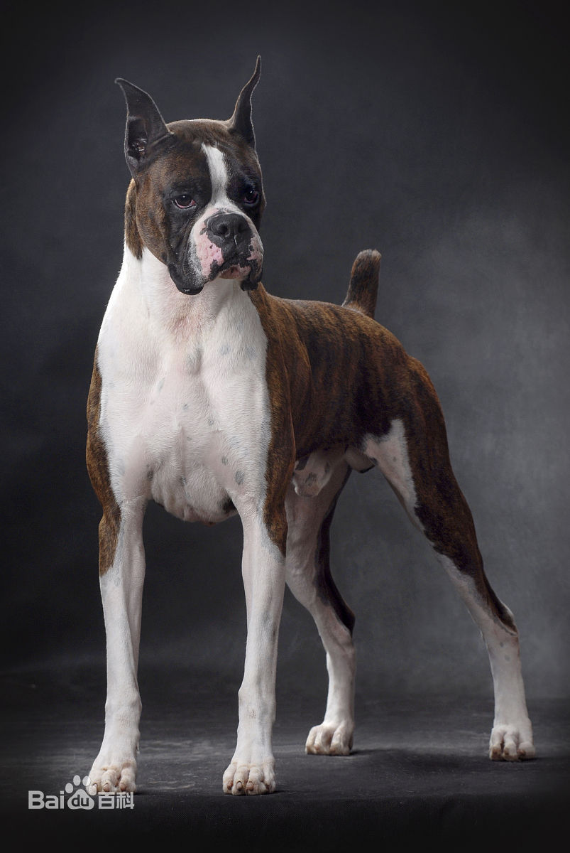 不掉毛无体味性格温顺的小型犬,宠物狗大全表