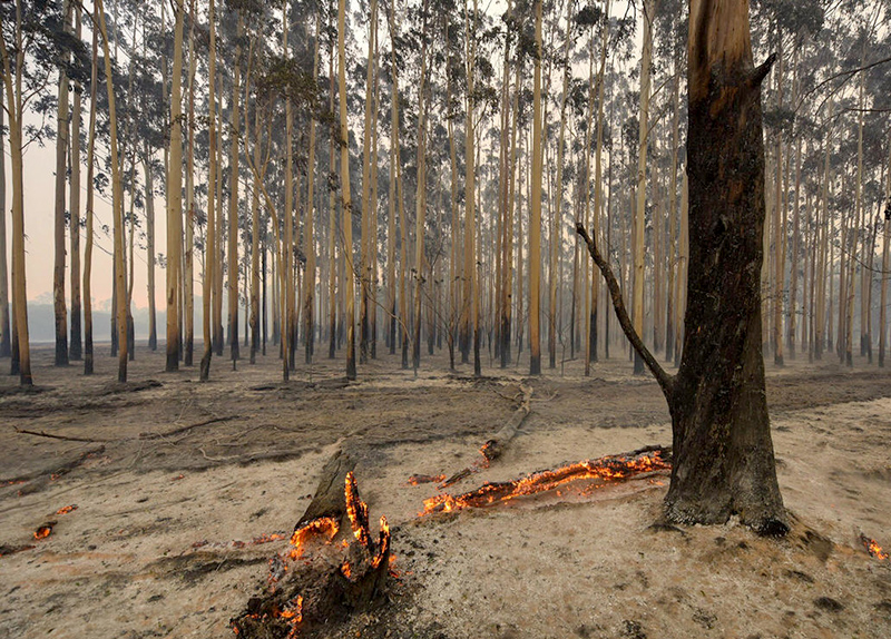 火的操控者——桉树，真正诠释了野火烧不尽，春风吹又生