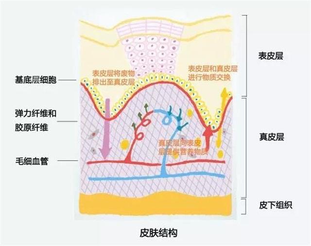 孕妇可以用相宜本草护肤吗,孕妇可以使用复方精油护肤吗