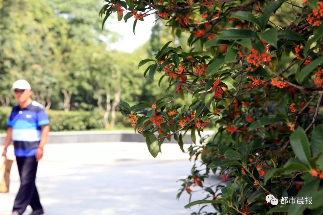 徐州市区桂花地图上线，能看又能吃！趁着十一假期快去吧