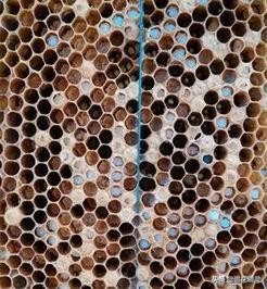 怎样识别一日龄蜂幼虫,幼虫病怎么回事