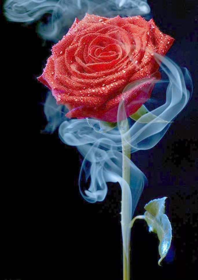 代表中国的国花有哪些,中国的各国的国花是什么花