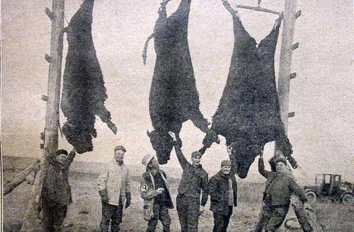 美国军官表示：尽可能*杀屠**野牛，多死一头野牛就能少一个印第安人